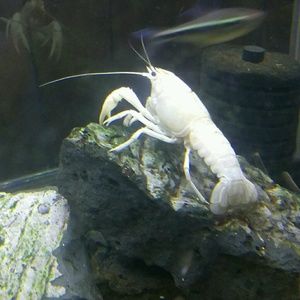 Meet your Posher, Joey